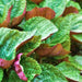 Jeok Ssam, Shiso (Perilla) - BoxGardenSeedsLLC -Culinary/Medicinal Herbs - Seeds