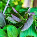 Jeok Ssam, Shiso (Perilla) - BoxGardenSeedsLLC -Culinary/Medicinal Herbs - Seeds