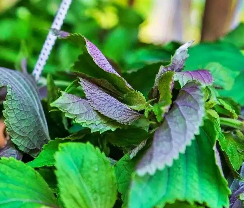 Jeok Ssam, Shiso (Perilla) -- BoxGardenSeedsLLC -Culinary/Medicinal Herbs - Seeds