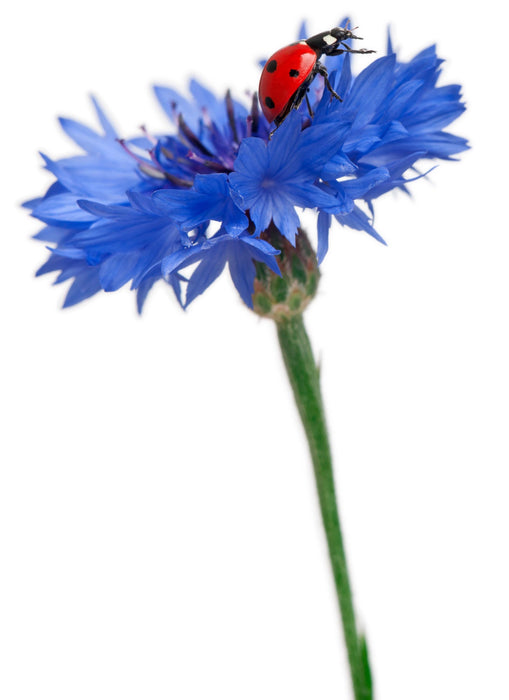 Patriot, Cornflower Mix, - BoxGardenSeedsLLC -Culinary/Medicinal Herbs - Seeds