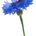 Patriot, Cornflower Mix, - BoxGardenSeedsLLC -Culinary/Medicinal Herbs - Seeds