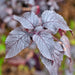 Purple, Shiso, - BoxGardenSeedsLLC -Culinary/Medicinal Herbs - Seeds