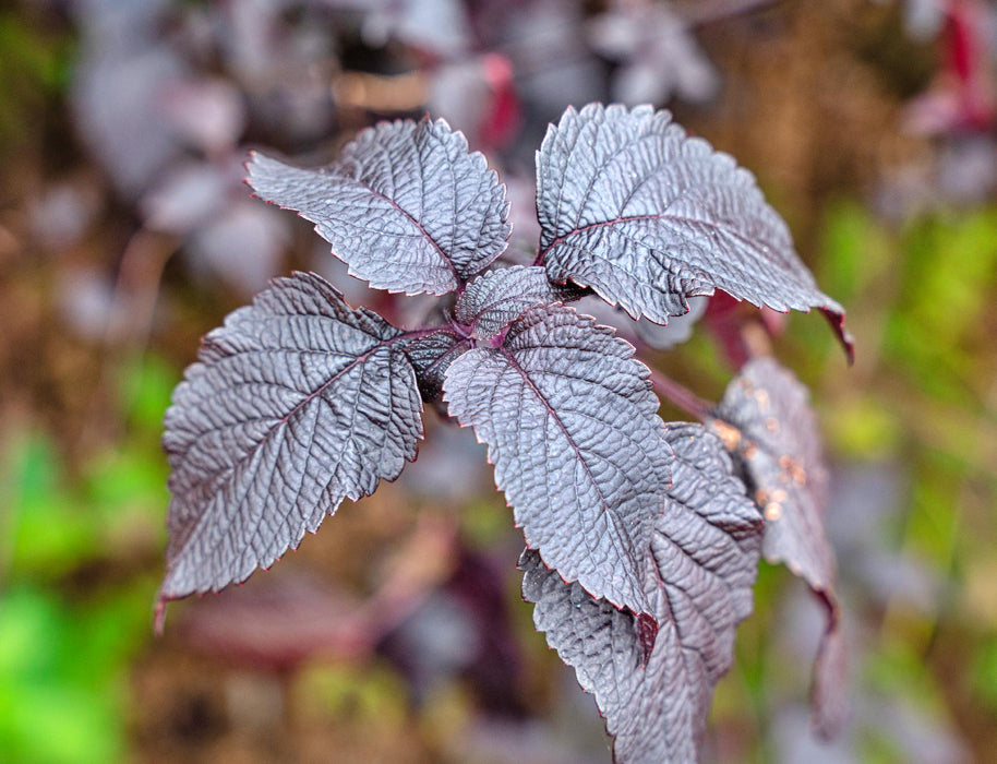 Purple, Shiso, - BoxGardenSeedsLLC -Culinary/Medicinal Herbs - Seeds