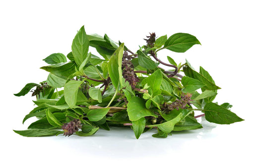 Siam Queen, Basil, - BoxGardenSeedsLLC -Culinary/Medicinal Herbs - Seeds