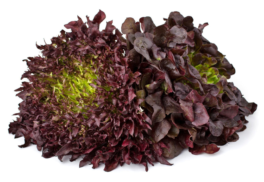 Maricella, Lettuce, - BoxGardenSeedsLLC -Lettuce - Seeds