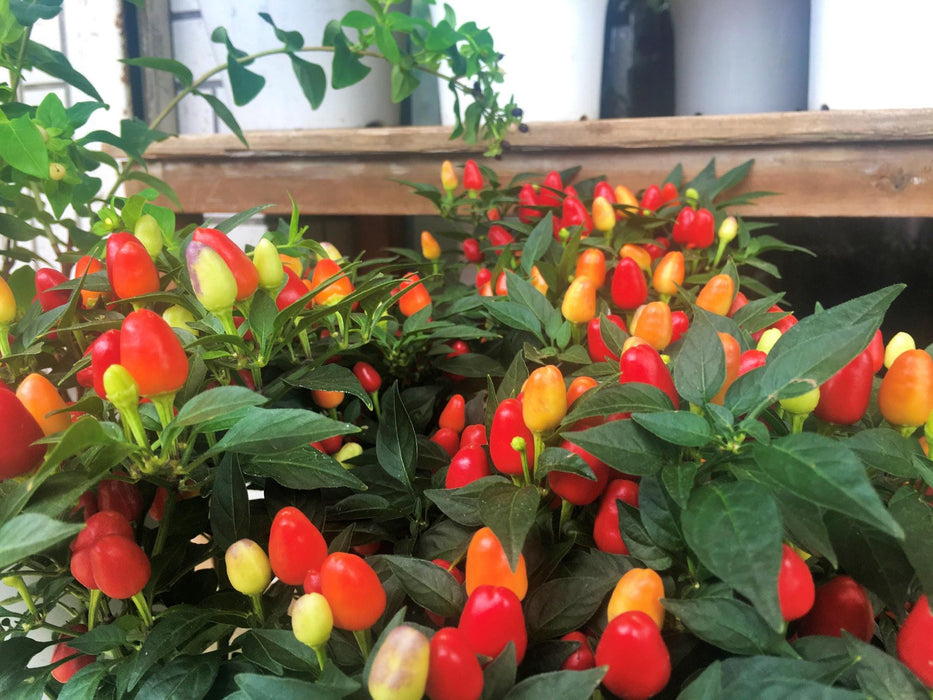 Chinese 5 Color, Hot Pepper, - BoxGardenSeedsLLC -Peppers,Eggplants - Seeds