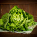 Capitaine Butterhead, Lettuce, - BoxGardenSeedsLLC -Lettuce - Seeds