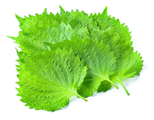 Green Shiso, Culinary & Medicinal Herbs, - BoxGardenSeedsLLC -Culinary/Medicinal Herbs - Seeds