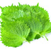 Green Shiso, Culinary & Medicinal Herbs, - BoxGardenSeedsLLC -Culinary/Medicinal Herbs - Seeds