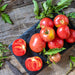 Napoli, Tomato, - BoxGardenSeedsLLC -Abundant Stock SALE - Seeds