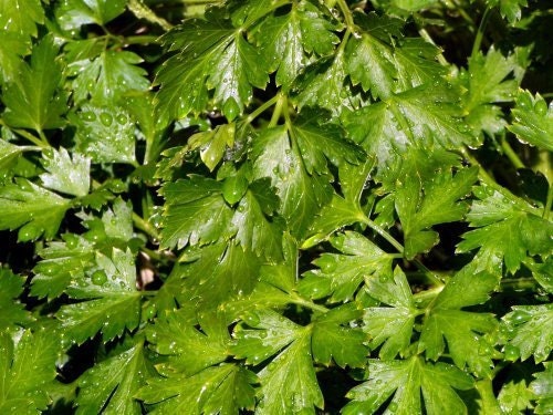 Italian Flat Leaf, Parsley, - BoxGardenSeedsLLC -Culinary/Medicinal Herbs - Seeds