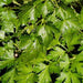 Hamburg Rooted, Parsley, - BoxGardenSeedsLLC -Abundant Stock SALE - Seeds