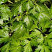 Italian Flat Leaf, Parsley, - BoxGardenSeedsLLC -Culinary/Medicinal Herbs - Seeds