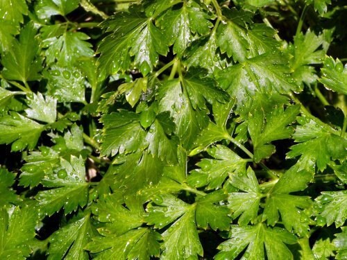 Italian Flat Leaf, Parsley, -- BoxGardenSeedsLLC -Culinary/Medicinal Herbs - Seeds