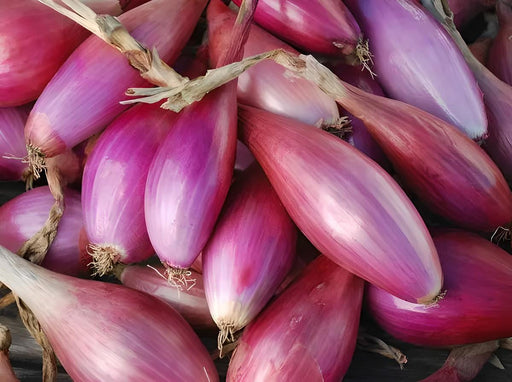 Red of Florence, Onion, - BoxGardenSeedsLLC -Onions,Leeks - Seeds