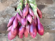 Red of Florence, Onion - BoxGardenSeedsLLC - Onions,Leeks - Seeds - USA Seller, Thank you for shopping here today, Naturally Grown GMO Free Seeds, Heirloom Open Pollinated Seeds, Fresh Top Quality Premium Seeds