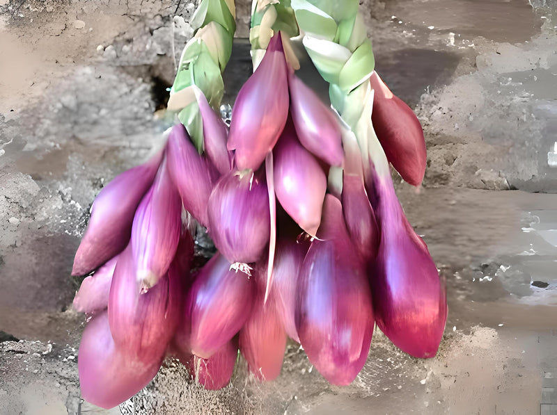 Red of Florence, Onion - BoxGardenSeedsLLC - Onions,Leeks - Seeds - USA Seller, Thank you for shopping here today, Naturally Grown GMO Free Seeds, Heirloom Open Pollinated Seeds, Fresh Top Quality Premium Seeds