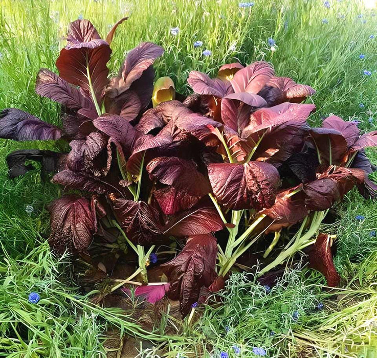 Japanise Giant Garnet, Mustard, Heirloom Garden Seeds Naturally Grown Open Pollinated Micro Greens Gardening Non-GMO -- BoxGardenSeedsLLC -Gourmet/Native Greens - Seeds