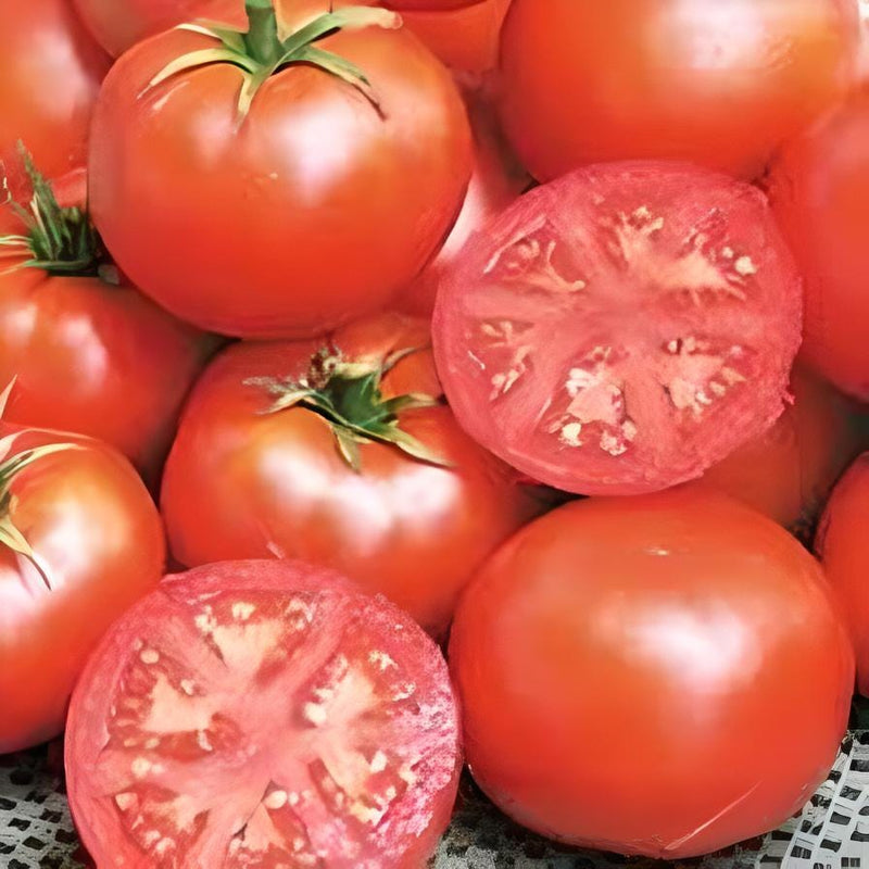 Bonny Best, Tomato - BoxGardenSeedsLLC - Tomatoes,Tomatillos - Seeds - 
