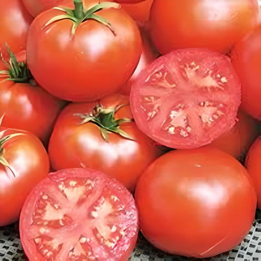 Bonny Best, Tomato, -- BoxGardenSeedsLLC -Abundant Stock SALE - Seeds