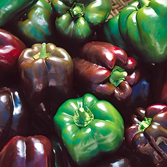 Chocolate Beauty, Sweet Bell Pepper, -- BoxGardenSeedsLLC -Peppers,Eggplants - Seeds