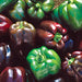 Chocolate Beauty, Sweet Bell Pepper - BoxGardenSeedsLLC -Peppers,Eggplants - Seeds