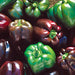 Chocolate Beauty, Sweet Bell Pepper, - BoxGardenSeedsLLC -Peppers,Eggplants - Seeds