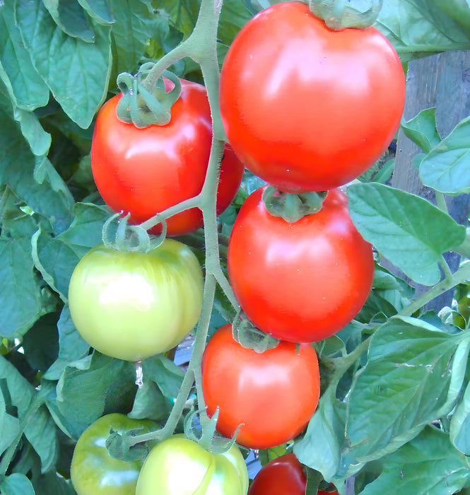 Moneymaker, Tomato, -- BoxGardenSeedsLLC -Abundant Stock SALE - Seeds