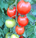 Moneymaker, Tomato, -- BoxGardenSeedsLLC -Abundant Stock SALE - Seeds