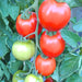 Moneymaker, Tomato, - BoxGardenSeedsLLC -Abundant Stock SALE - Seeds