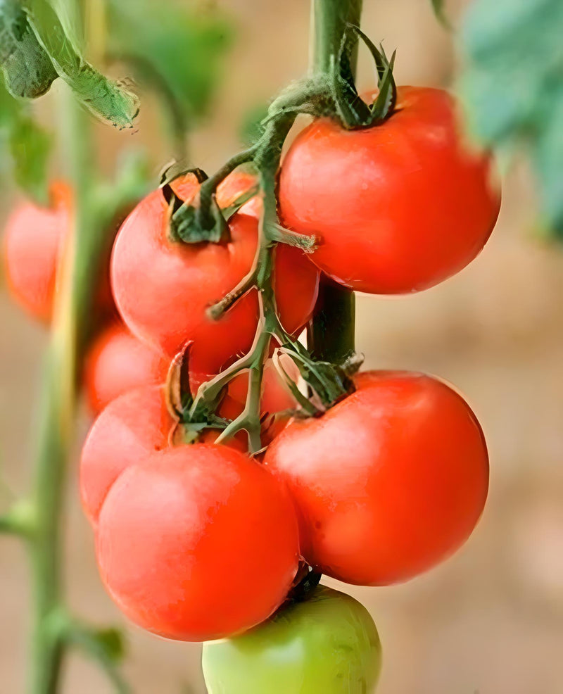 Moneymaker, Tomato - BoxGardenSeedsLLC - Tomatoes,Tomatillos - Seeds - 