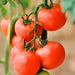 Moneymaker, Tomato, - BoxGardenSeedsLLC -Abundant Stock SALE - Seeds