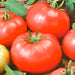 Red Beefsteak, Tomato, - BoxGardenSeedsLLC -Abundant Stock SALE - Seeds