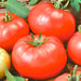 Red Beefsteak, Tomato, -- BoxGardenSeedsLLC -Abundant Stock SALE - Seeds