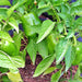 Yolo Wonder, Sweet Bell Pepper, - BoxGardenSeedsLLC -Peppers,Eggplants - Seeds