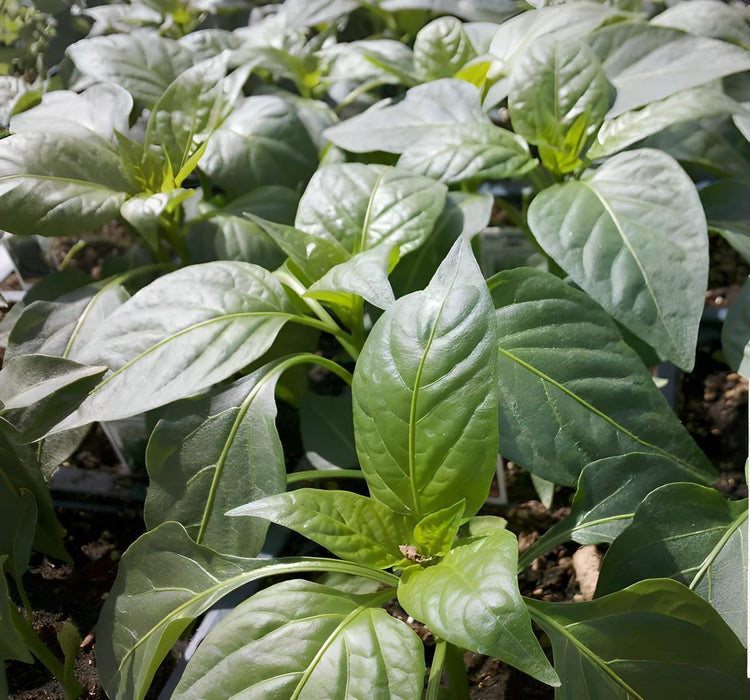 Yolo Wonder, Sweet Bell Pepper, -- BoxGardenSeedsLLC -Peppers,Eggplants - Seeds