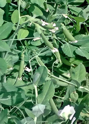 Sugar Daddy Snap, Peas - BoxGardenSeedsLLC - Peas - Seeds - USA Seller, Thank you for shopping here today, Naturally Grown GMO Free Seeds, Heirloom Open Pollinated Seeds, Fresh Top Quality Premium Seeds