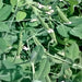 Sugar Daddy Snap, Peas, - BoxGardenSeedsLLC -Abundant Stock SALE - Seeds