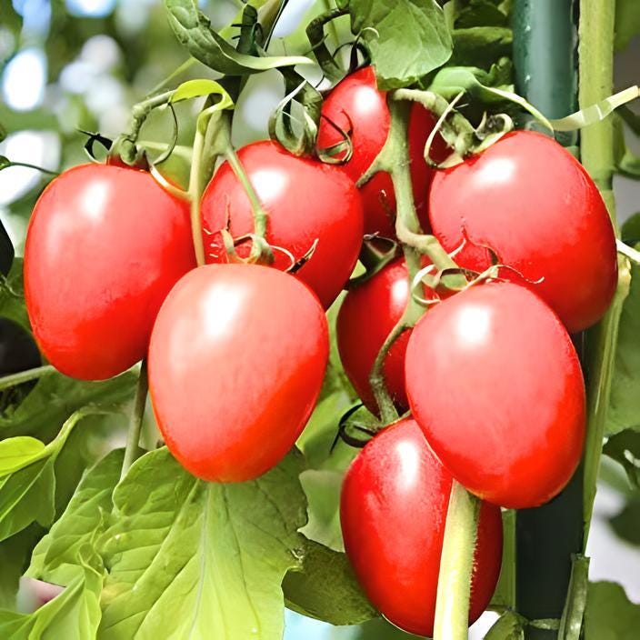 Rio Fuego, Tomato - BoxGardenSeedsLLC - Tomatoes,Tomatillos - Seeds - 
