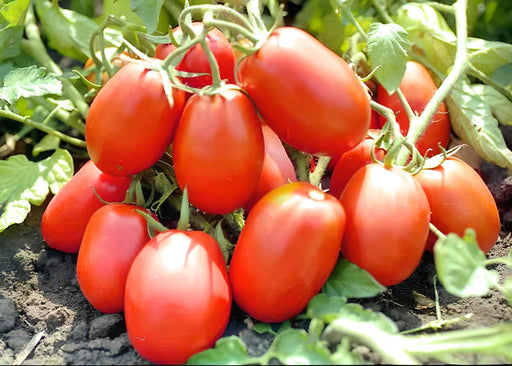 Rio Fuego, Tomato, -- BoxGardenSeedsLLC -Abundant Stock SALE - Seeds