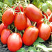 Rio Fuego, Tomato, - BoxGardenSeedsLLC -Abundant Stock SALE - Seeds