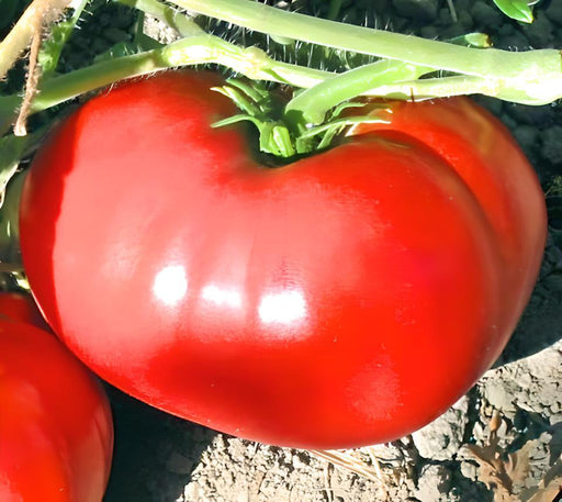 Delicious, Tomato, - BoxGardenSeedsLLC -Abundant Stock SALE - Seeds