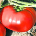 Delicious, Tomato, - BoxGardenSeedsLLC -Abundant Stock SALE - Seeds