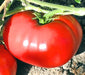 Delicious, Tomato, -- BoxGardenSeedsLLC -Abundant Stock SALE - Seeds