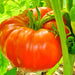 Delicious, Tomato, - BoxGardenSeedsLLC -Abundant Stock SALE - Seeds