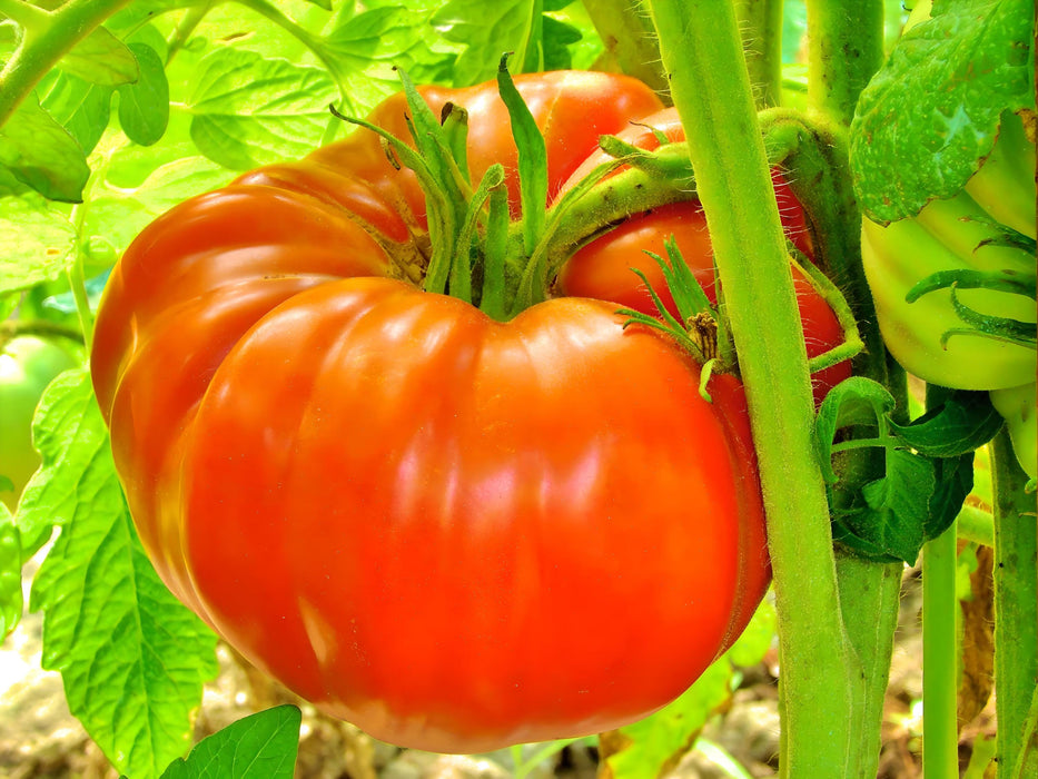 Delicious, Tomato, -- BoxGardenSeedsLLC -Abundant Stock SALE - Seeds