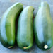 Black Beauty Zucchini, Summer Squash, - BoxGardenSeedsLLC -Squash,Pumpkins - Seeds