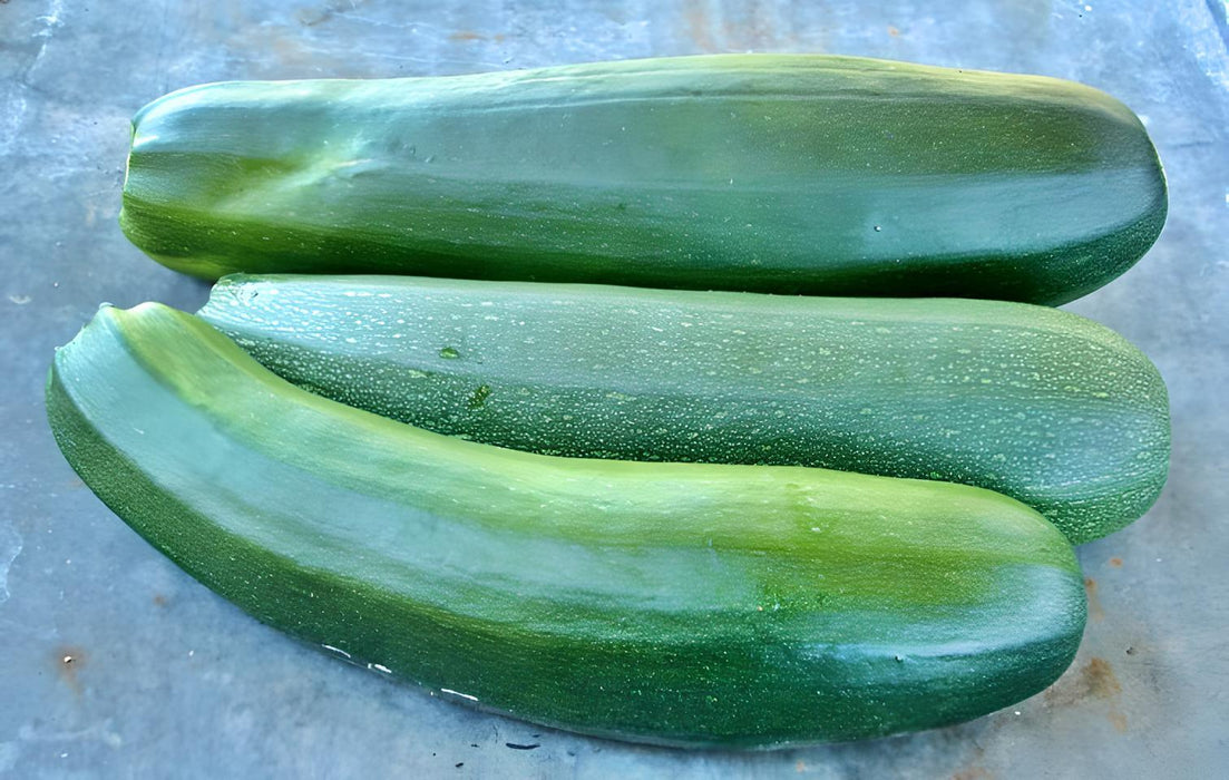 Black Beauty Zucchini, Summer Squash - BoxGardenSeedsLLC -Squash,Pumpkins - Seeds