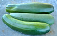 Black Beauty Zucchini, Summer Squash, -- BoxGardenSeedsLLC -Squash,Pumpkins - Seeds