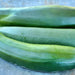 Black Beauty Zucchini, Summer Squash, - BoxGardenSeedsLLC -Squash,Pumpkins - Seeds